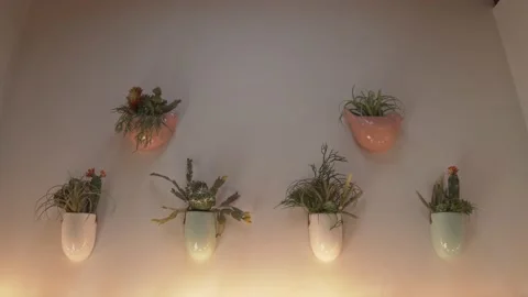 Wall Mounted Cacti - Cactus Set Stock Footage 156217647