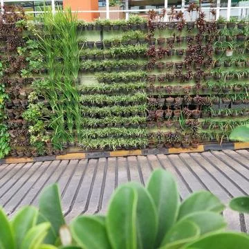 Wall-mounted plants placed in small pots Stock Photos