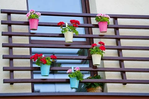 A wall-mounted trellis with hanging pots containing red and pink pelargoniums Stock Photos