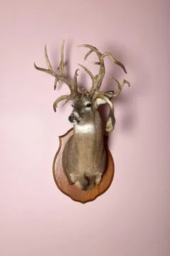 Wall mounted trophy stag head with copy space Foto stock