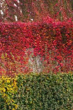 Wall of old house or mansion is overgrown with ivy. Fall season, October, N.. Stock Photos
