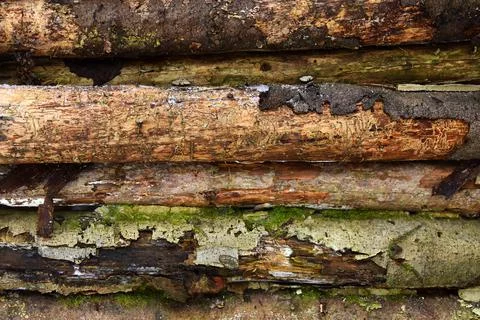 Wall of old logs Stock Photos