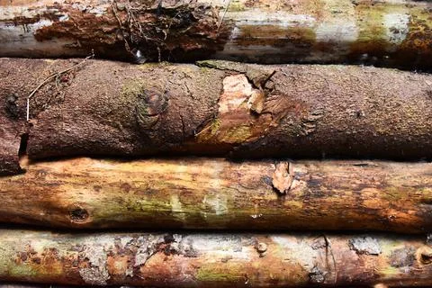 Wall of old logs Stock Photos
