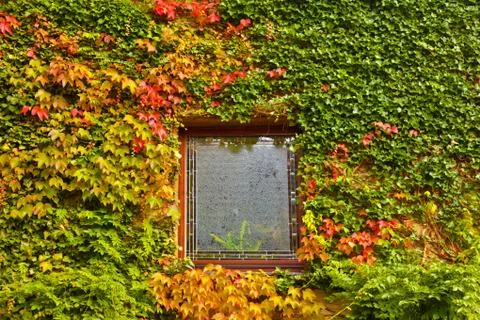 Wall overgrown with fall colored vine and ivy Foto stock
