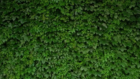 A wall overgrown with green hops Stock Footage 156631977