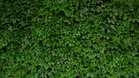 A wall overgrown with green hops Stock Footage 156632011