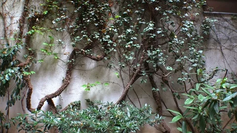 Wall is overgrown with ivy. 4K. Stock-Footage 100605933