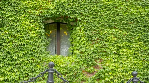 Wall overgrown with ivy with window on a windy day Stock Footage 68081210
