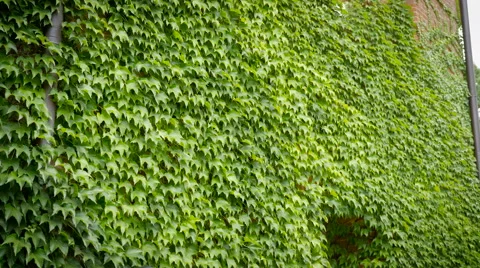 Wall overgrown with ivy with window on a windy day Stock Footage 68081268
