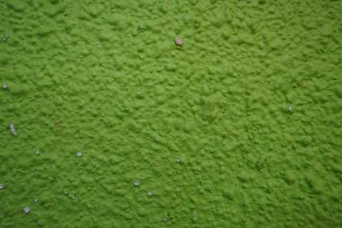 Wall paint in green Фото