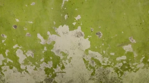 Wall paint that is peeling because the wall is damp 動画素材 296212969