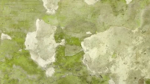Wall paint that is peeling because the wall is damp Видео 313418518