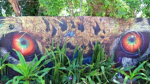 Wall paintings graffiti jaguar leopard eyes Playa del Carmen Mexico. Stock Footage 279650225