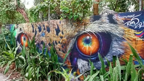 Wall paintings graffiti jaguar leopard eyes Playa del Carmen Mexico. Stock Footage 279653126
