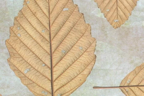 Wall Paper DV 動画素材 362698