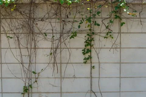 Wall pattern. Stock Photos