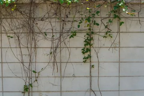 Wall pattern. Stock Photos