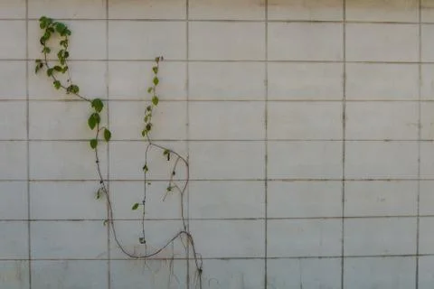 Wall pattern. Stock Photos