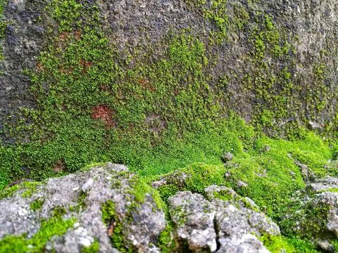 Wall Fotos de archivo