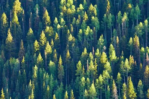 Wall of pine trees with scattered sunlight hitting slope 스톡 사진