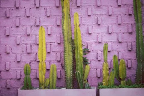 A wall with pink bricks and a row of cacti in pots Stock Photos