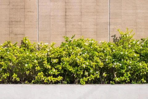 Wall with plant Stock Photos