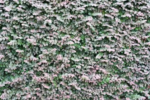 Wall plant Stock Photos