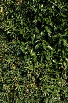 Wall of plant Stock Photos