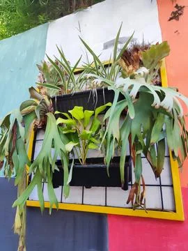 WALL PLANT Stock Photos