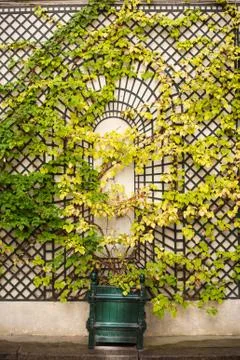 Wall with plant rack 스톡 사진