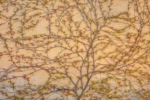 Wall with plantes Foto stock