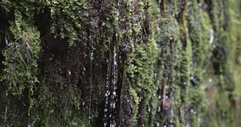 A wall of plants and a flowing waterfall, 4K slomo Stock Footage 249748030