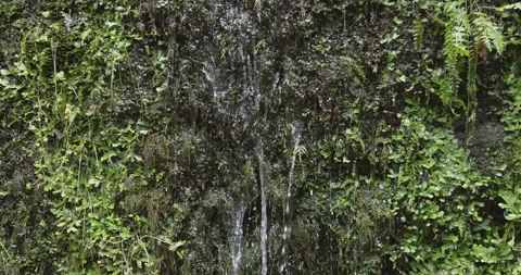 A wall of plants and a flowing waterfall, 4K slomo Stock Footage 249753193