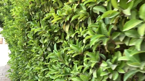 Wall of plants, hedge, walking Along Green Hedge Wall Stock Footage 313292755