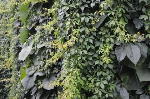 Wall of plants Stock Photos