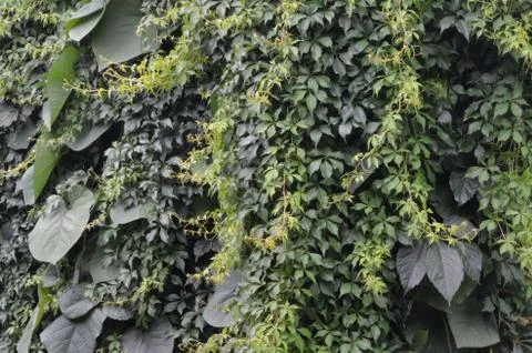 Wall of plants Stock Photos