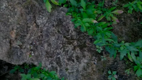 Wall Plants in a tree's shadow (10sec) Stock Footage 253477423