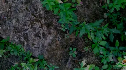 Wall Plants in a tree's shadow Stock Footage 253423869