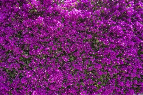 Wall of purple flowers. Texture closeup. 스톡 사진