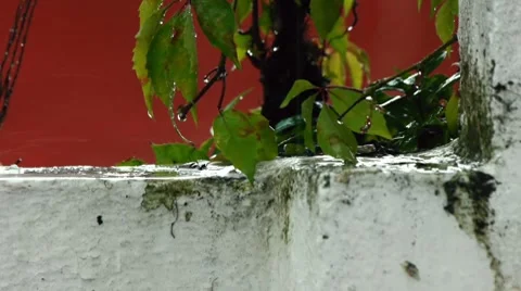 Wall Rain With Audio Stock Footage 8630650