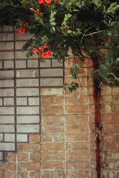 A wall of red and white bricks, overgrown with a bush of red kampsis. Stock Photos