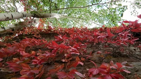Wall of red ivy shot from below. Stockbeeldmateriaal 97384496