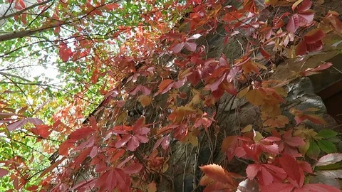 Wall of red ivy shot from below. Vidéo 97384908