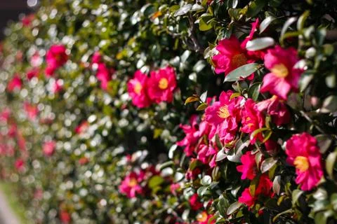 Wall of Red Japanese Camellias in January Stock Photos