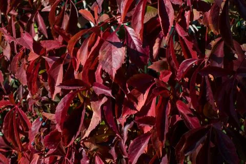 Wall of red leaves Stockfoto's