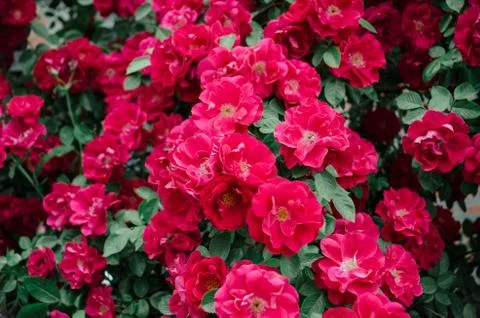 A wall of red roses background Stock Photos
