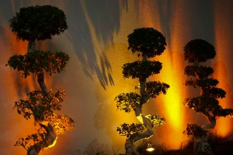 A wall with reflected light and shadows from the bonsai Stock Photos