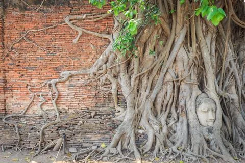Wall with root cover the head of buddha statue Foto stock