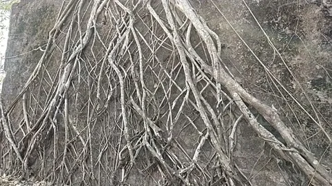 Wall in roots tree banyan Video stock 238757396