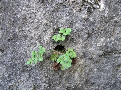 Wall-rue (Asplenium ruta-muraria L.) in the rock crack Stock Photos